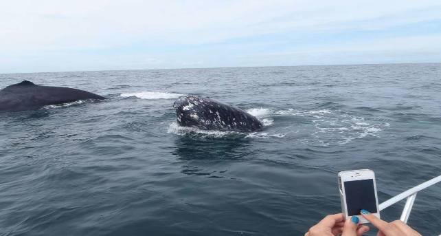 Whale Watching | Catch whales passing by Bermuda as they migrate north